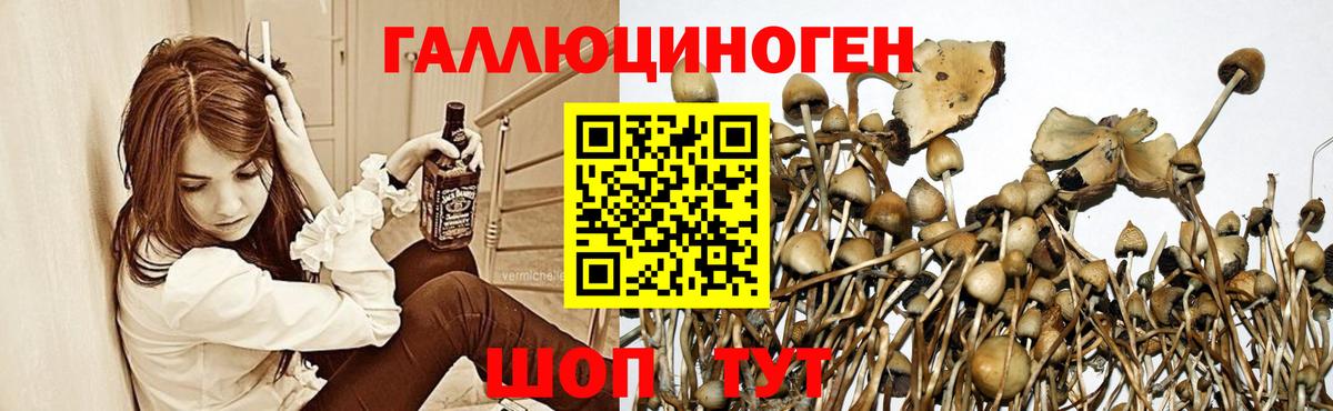 Псилоцибиновые грибы Psilocybe  Вход с VPN  Ачхой-Мартан  Галлюциногенные грибы Psilocybine cubensis 